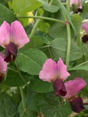 Load image into Gallery viewer, Pea, Dry/Soup, 'Roveja'
