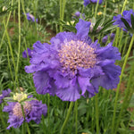 Load image into Gallery viewer, Scabiosa, 'Fama Deep Blue'
