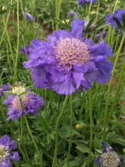 Load image into Gallery viewer, Scabiosa, 'Fama Deep Blue'
