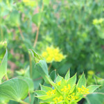 Load image into Gallery viewer, Bupleurum, 'Green Gold'
