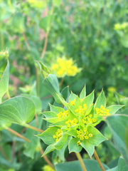 Load image into Gallery viewer, Bupleurum, 'Green Gold'

