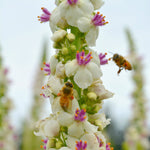 Load image into Gallery viewer, Verbascum, 'Phoenician Mullein'
