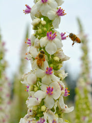 Load image into Gallery viewer, Verbascum, 'Phoenician Mullein'

