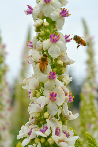 Verbascum