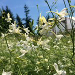 Load image into Gallery viewer, Larkspur, 'White Cloud'
