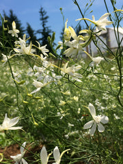 Load image into Gallery viewer, Larkspur, 'White Cloud'

