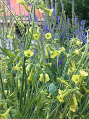 Load image into Gallery viewer, Nicotiana, 'Langsdorff's Tobacco'
