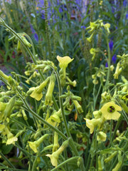 Load image into Gallery viewer, Nicotiana, 'Langsdorff's Tobacco'
