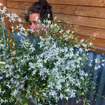 Load image into Gallery viewer, Larkspur, 'White Cloud'
