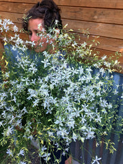 Load image into Gallery viewer, Larkspur, 'White Cloud'
