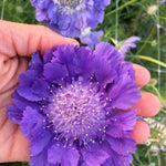 Load image into Gallery viewer, Scabiosa, 'Fama Deep Blue'
