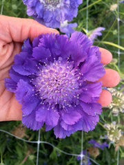 Load image into Gallery viewer, Scabiosa, 'Fama Deep Blue'
