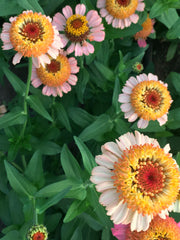 Load image into Gallery viewer, Zinnia, 'Zinderella Peach'
