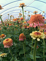 Load image into Gallery viewer, Zinnia, 'Zinderella Peach'
