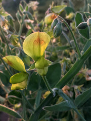 Load image into Gallery viewer, Sweet Pea Sp., 'Lathyrus Chloranthus'
