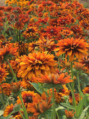Load image into Gallery viewer, Rudbeckia, 'Autumn Sunset'
