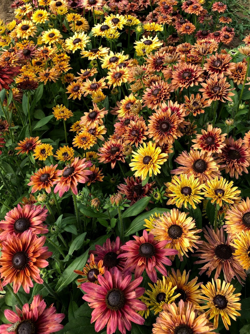 planting rudbeckia from seed Rudbeckia, 'Sahara'
