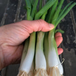 Load image into Gallery viewer, Scallion, 'Ishikura Long Winter'
