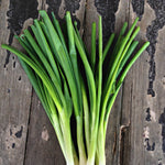Load image into Gallery viewer, Scallion, 'Ishikura Long Winter'
