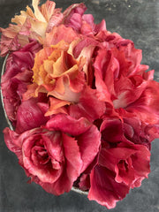 Load image into Gallery viewer, Radicchio, 'Rosa Isontina'
