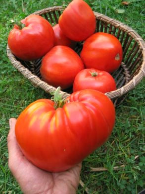 planting heirloom tomato seeds Tomato, 'Italian Heirloom'
