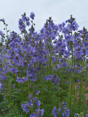 Load image into Gallery viewer, Jacobs Ladder, 'Blue Pearl'
