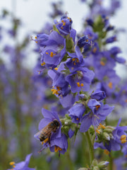 Load image into Gallery viewer, Jacobs Ladder, 'Blue Pearl'
