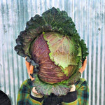 Load image into Gallery viewer, Cabbage, 'January King'
