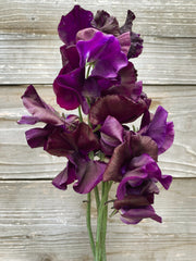 Load image into Gallery viewer, Sweet Pea, 'Just Jenny'
