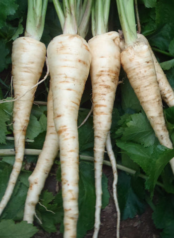 Parsnips