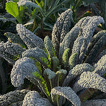 Load image into Gallery viewer, Kale, 'Lapo' (Lacinato, Nero di Toscana)
