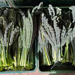 Load image into Gallery viewer, Kale, 'Lapo' (Lacinato, Nero di Toscana)
