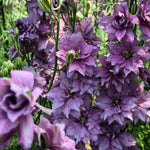 Load image into Gallery viewer, Larkspur, 'Earl Grey'
