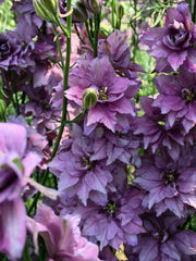 Load image into Gallery viewer, Larkspur, 'Earl Grey'
