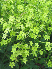 Load image into Gallery viewer, Nicotiana, 'Lime Green'
