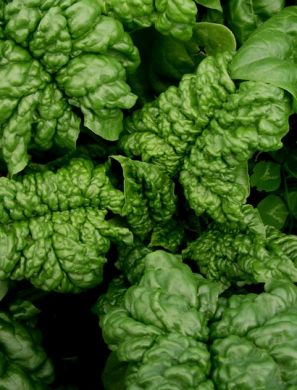 Spinach