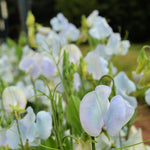 Load image into Gallery viewer, Sweet Pea, 'Lunar Blue'
