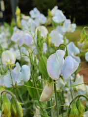 Load image into Gallery viewer, Sweet Pea, 'Lunar Blue'

