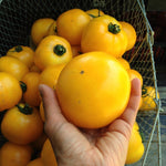 Load image into Gallery viewer, Tomato, 'Manyel'
