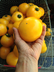 Load image into Gallery viewer, Tomato, 'Manyel'
