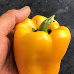 Load image into Gallery viewer, Sweet Pepper, 'Marta Polka'
