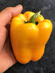 Load image into Gallery viewer, Sweet Pepper, 'Marta Polka'
