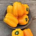 Load image into Gallery viewer, Sweet Pepper, 'Marta Polka'
