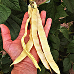 Load image into Gallery viewer, Bean, Pole Snap, 'Marvel of Venice'
