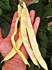 Load image into Gallery viewer, Bean, Pole Snap, 'Marvel of Venice'
