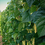 Load image into Gallery viewer, Bean, Pole Snap, 'Marvel of Venice'
