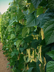 Load image into Gallery viewer, Bean, Pole Snap, 'Marvel of Venice'
