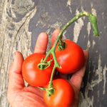 Load image into Gallery viewer, Tomato, 'Matina'
