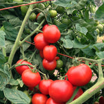 Load image into Gallery viewer, Tomato, 'Matina'
