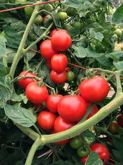 Load image into Gallery viewer, Tomato, 'Matina'
